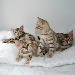 Purebliss Hotpants litter