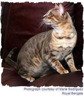 Blue Bengal